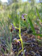 Image de Ophrys scolopax subsp. apiformis (Desf.) Maire & Weiller