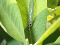 Image of Pseudomallada subcostalis (McLachlan 1882)