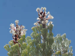 Image of Paranomus tomentosus (Phill. & Hutch.) N. E. Br.