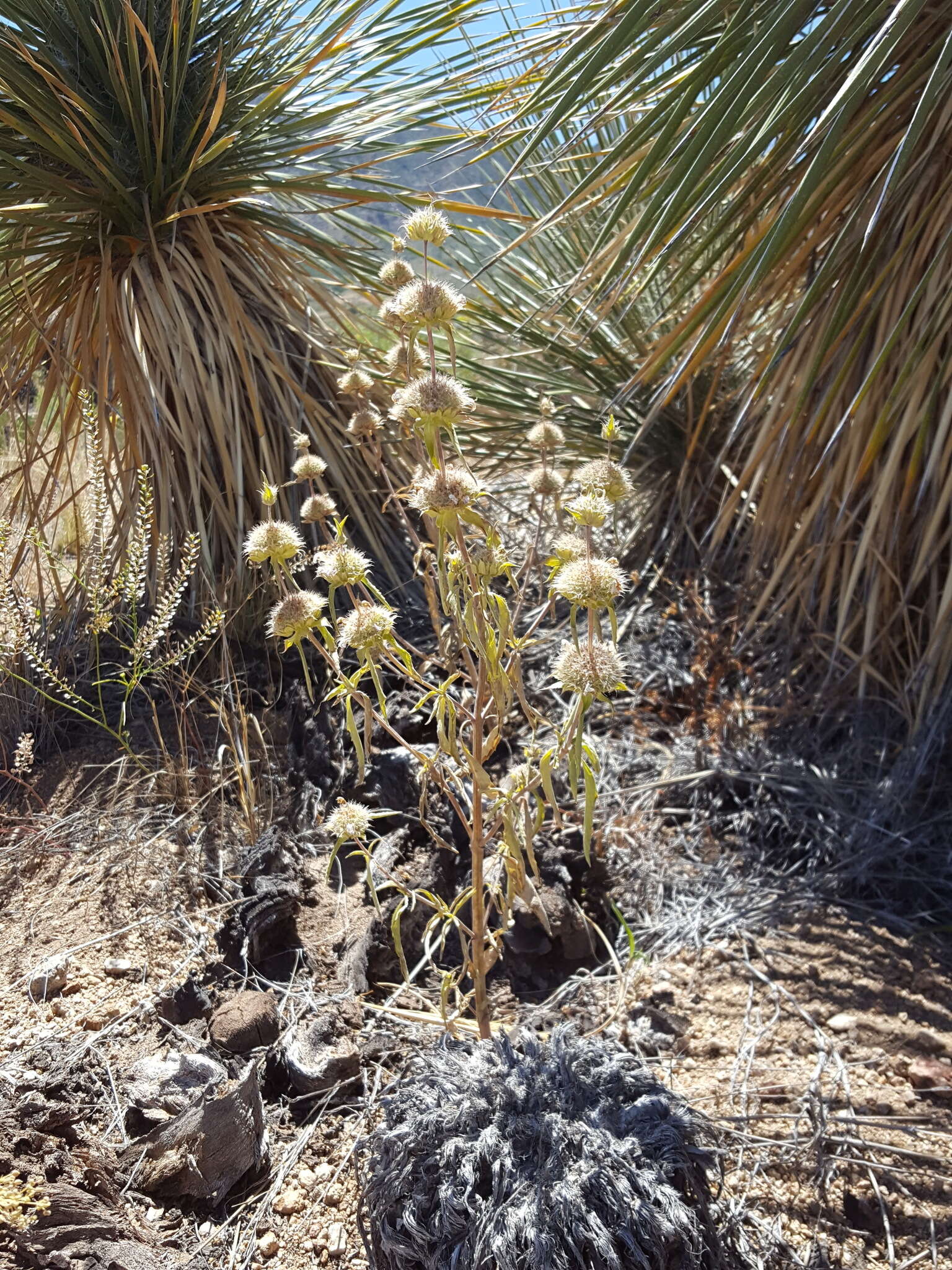 Image of pony beebalm