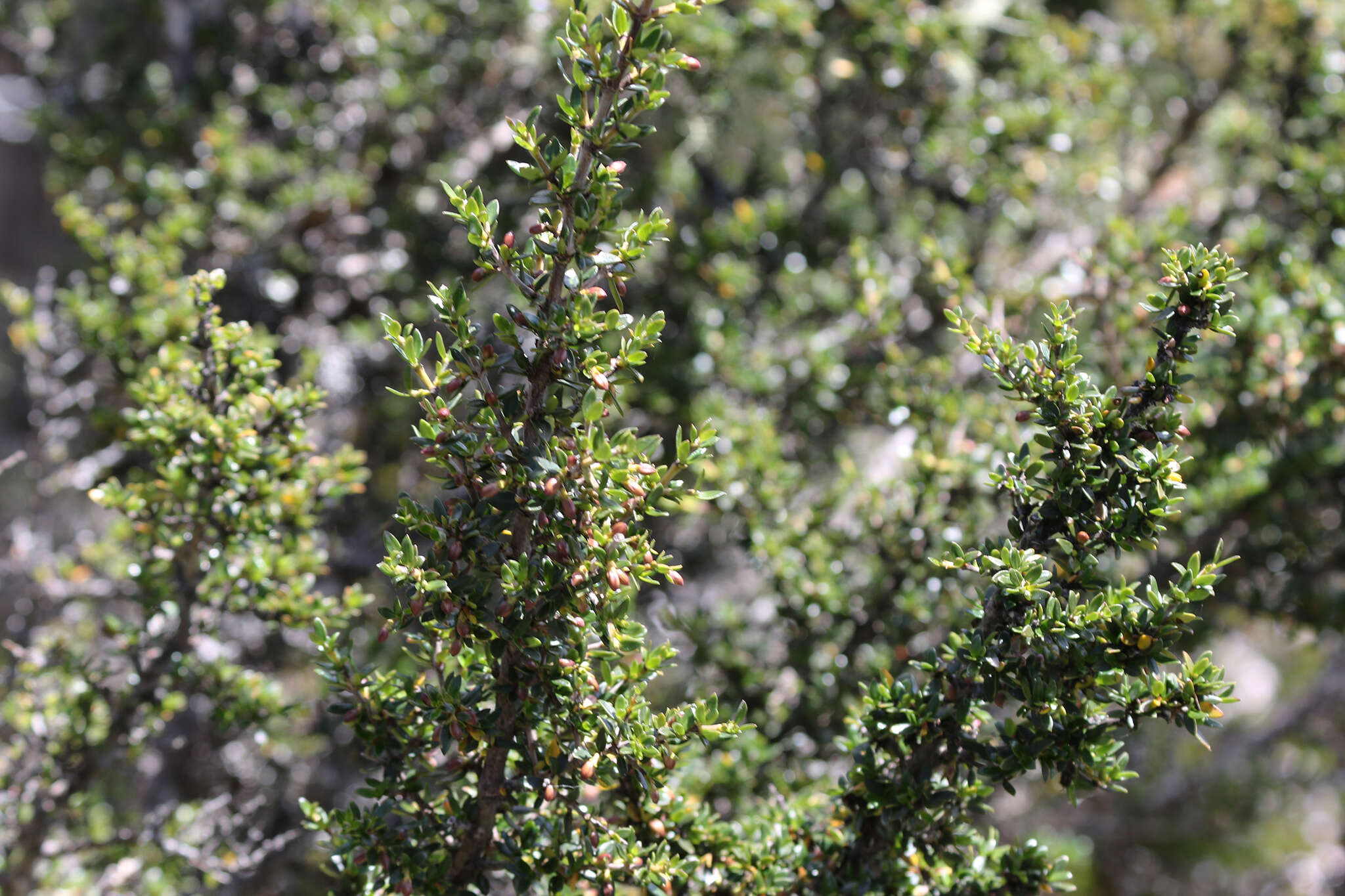 Image of Coprosma nitida Hook. fil.