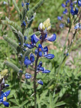 Imagem de Lupinus havardii S. Watson