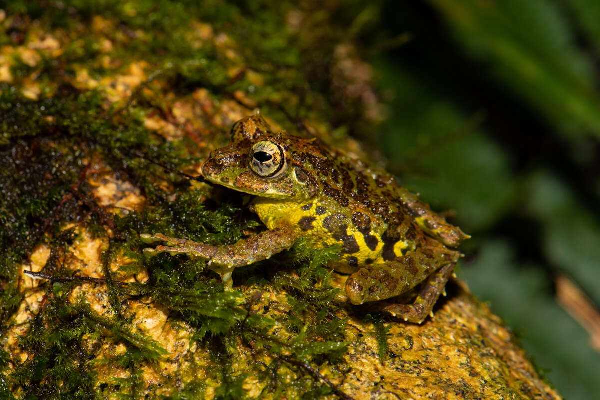 Image of Mossy Bush Frog