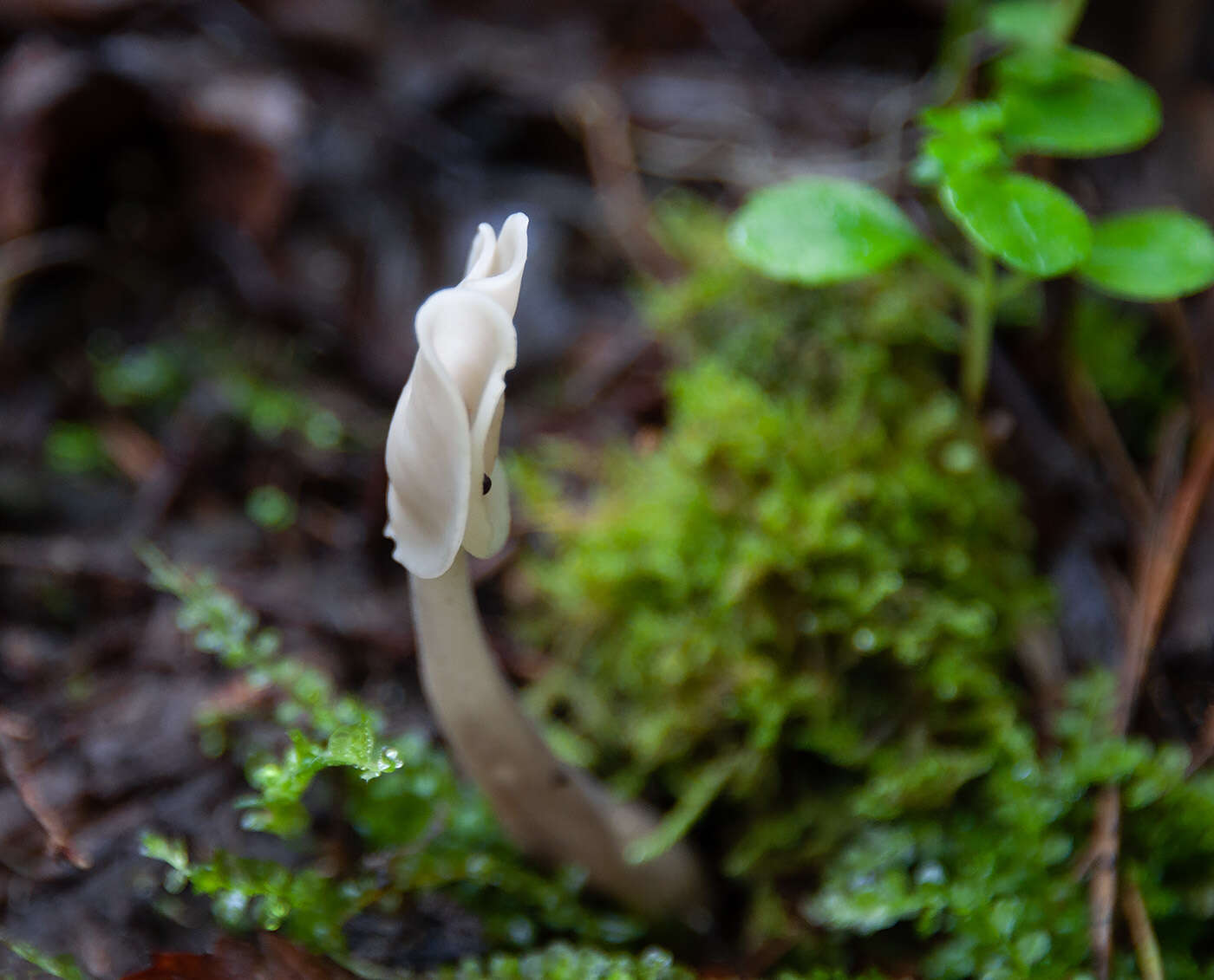 Helvella elastica Bull. 1785的圖片