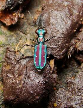 Image of Jansenia azureocincta (Bates 1878)