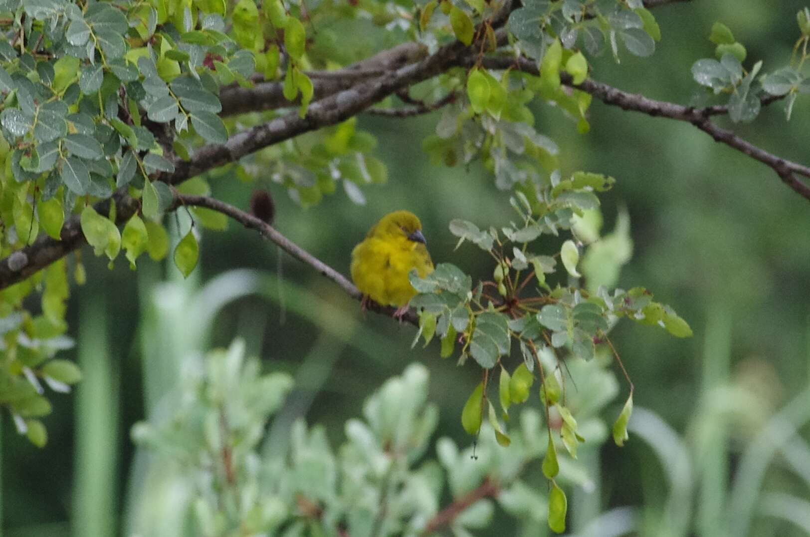 Image of African Golden Weaver