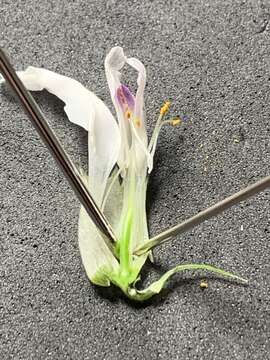 Image of Idaho milkvetch