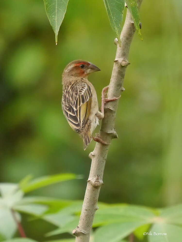 Image of Red-headed Quelea