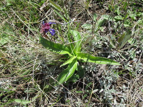 صورة Gentiana macrophylla Pall.