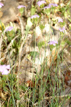 Image of Dianthus moesiacus Vis. & Pancic