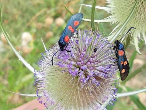 Image of Zygaena trifolii Esper 1783