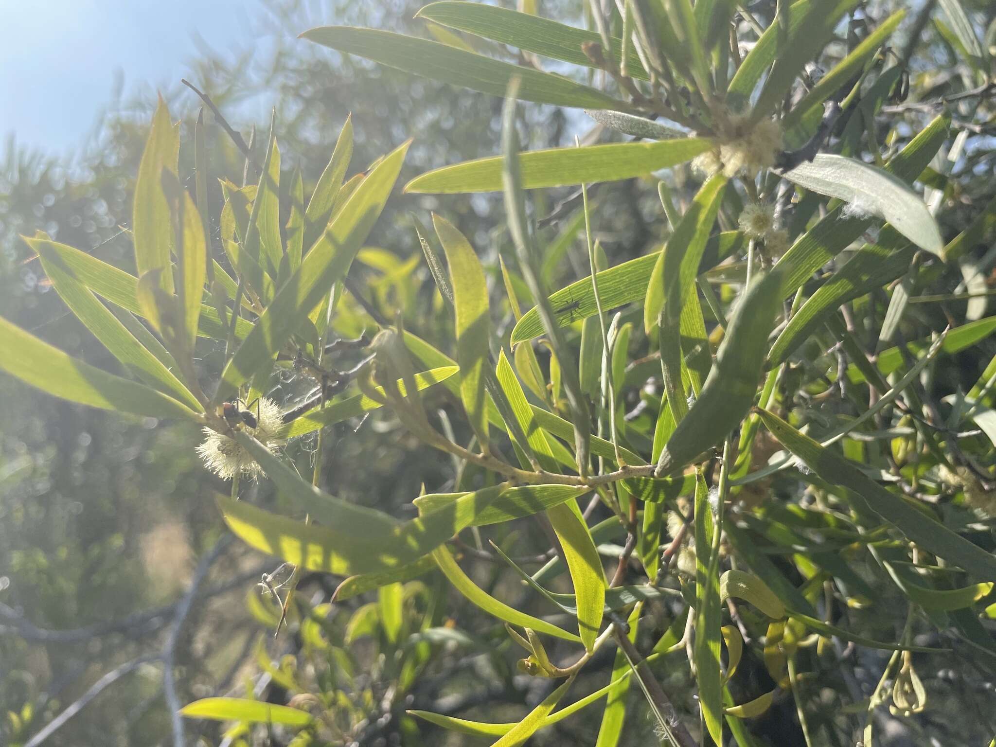 Sivun Acacia oswaldii F. Muell. kuva