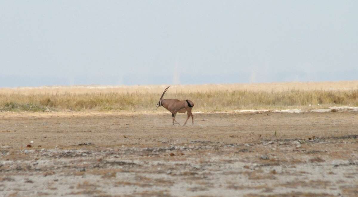 Image of Fringe-eared oryx