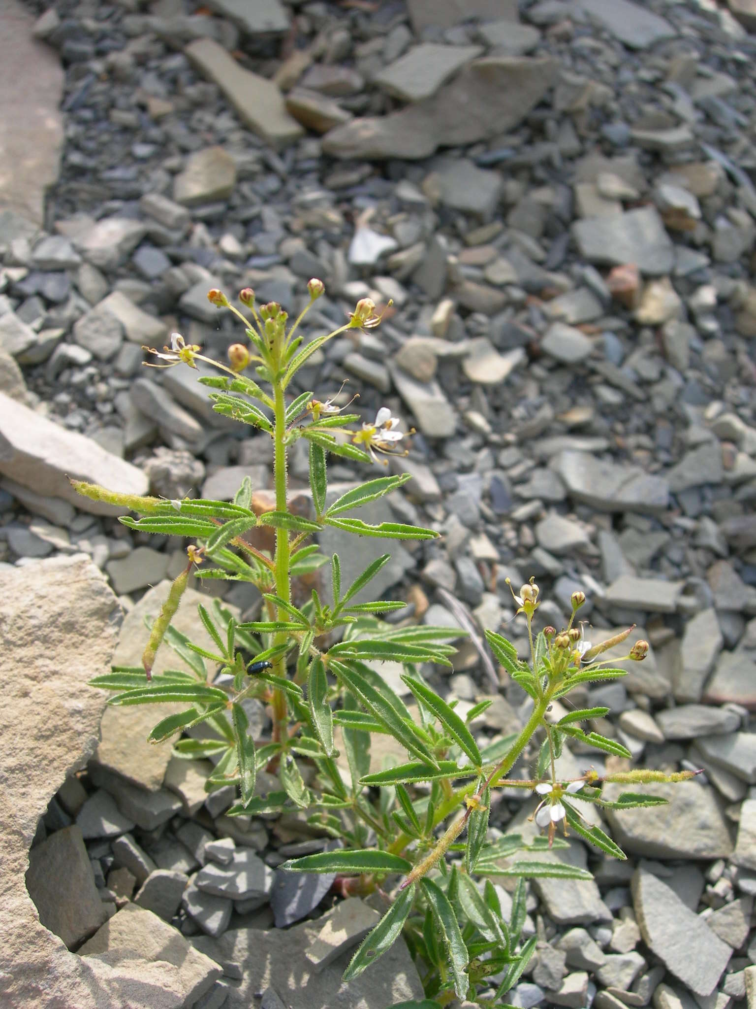 Image of Cleome circassica Tzvel.