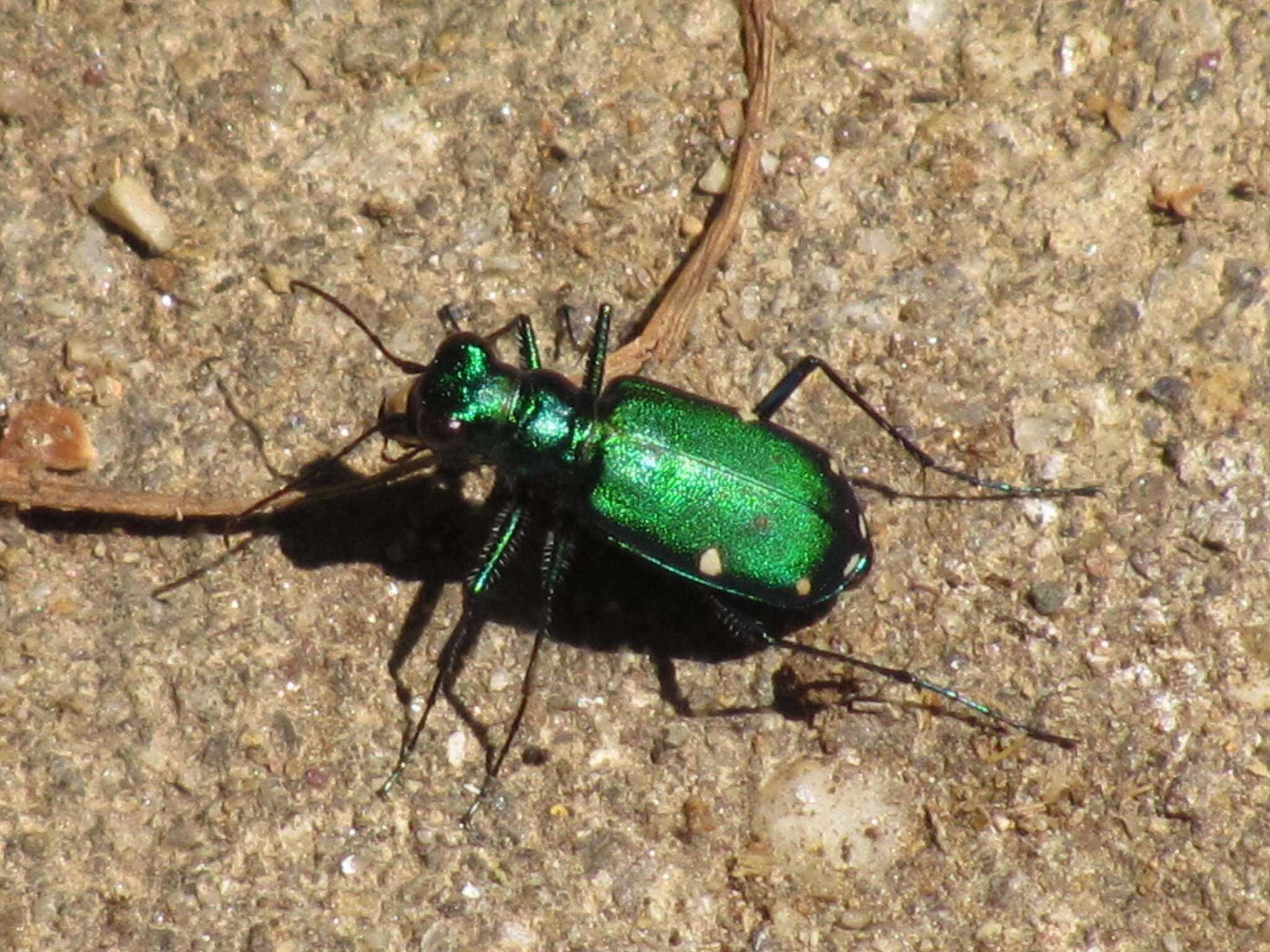 Image of Six Spotted Tiger Beetle