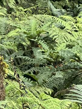 Image of Prickly Cyanea