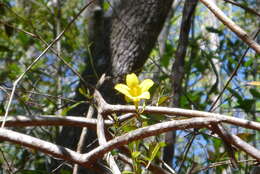 Image of Rankin's trumpetflower