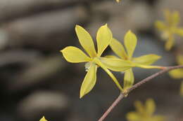 Image of Encyclia ceratistes (Lindl.) Schltr.