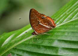 Charaxes cynthia Butler 1865 resmi