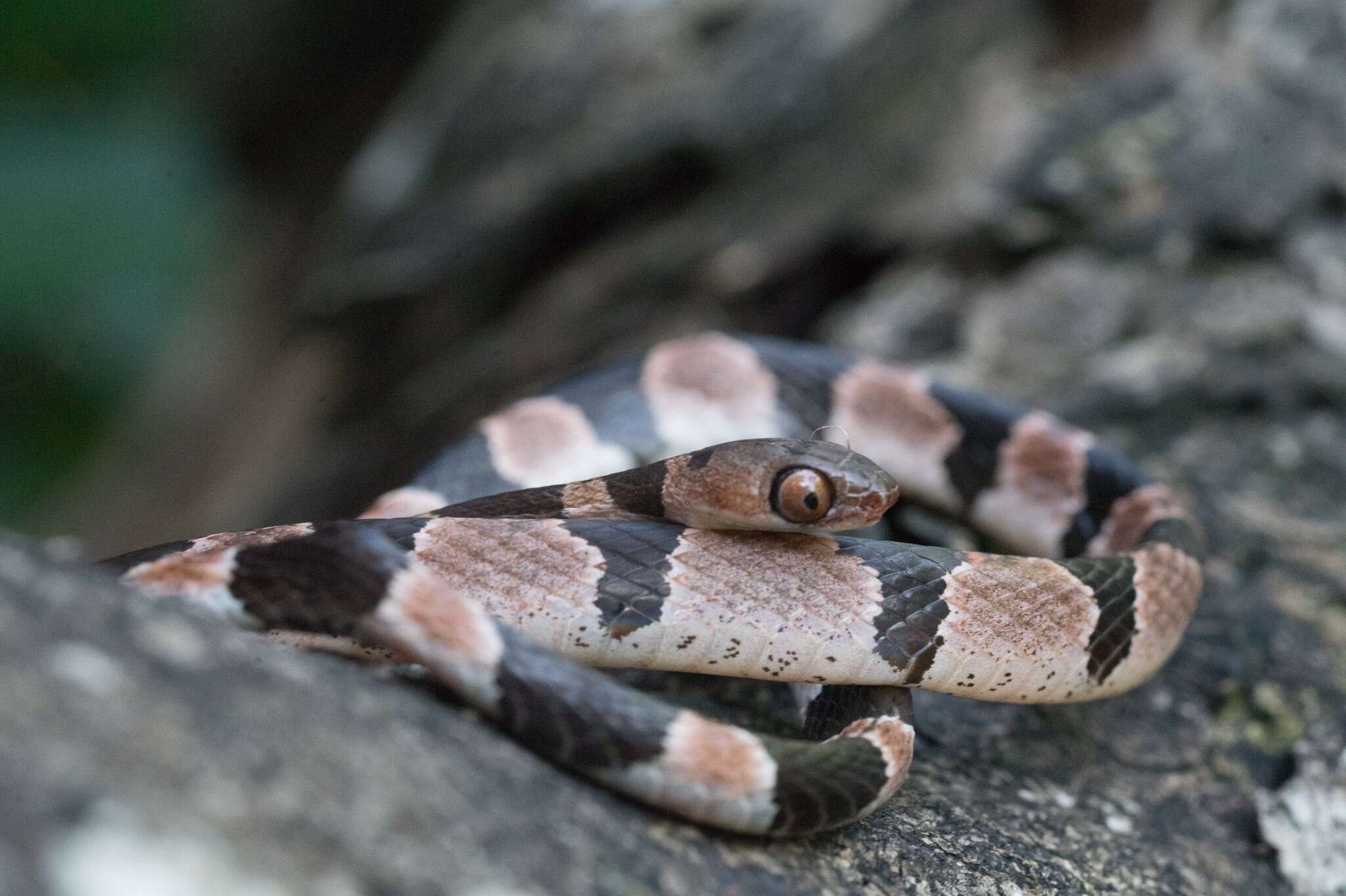 Image of Yucatán Blunthead Snake