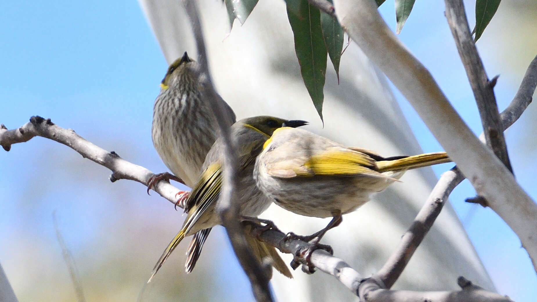 Image of Yellow-plumed Honeyeater