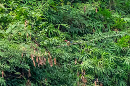 Image of Black-capped Kingfisher