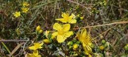 صورة Hypericum tomentosum L.