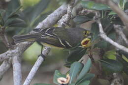 Plancia ëd Vireo griseus bermudianus Bangs & Bradlee 1901