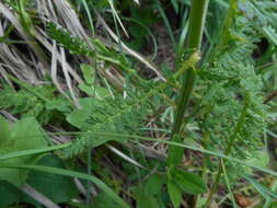 Слика од Pedicularis elongata A. Kerner