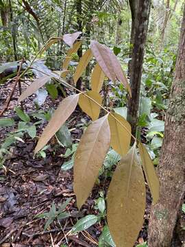 Image of Inga exfoliata T. D. Penn. & F. C. P. Garcia