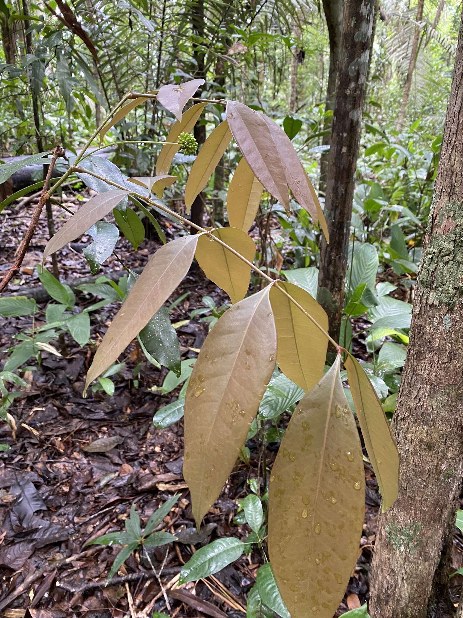 Image of Inga exfoliata T. D. Penn. & F. C. P. Garcia