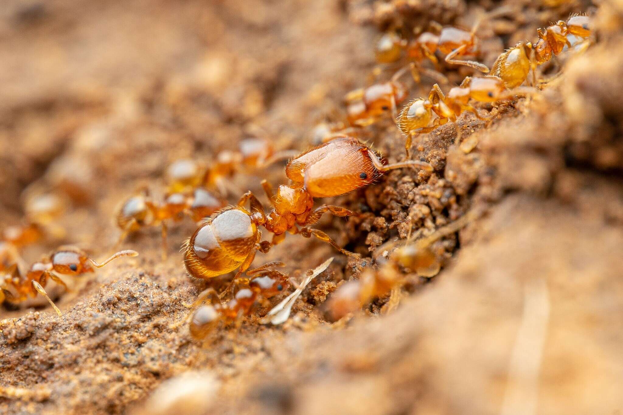 Pheidole pilifera (Roger 1863)的圖片