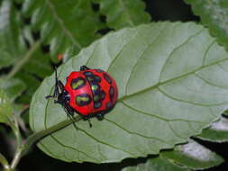 Слика од <i>Poecilocoris druraei</i>