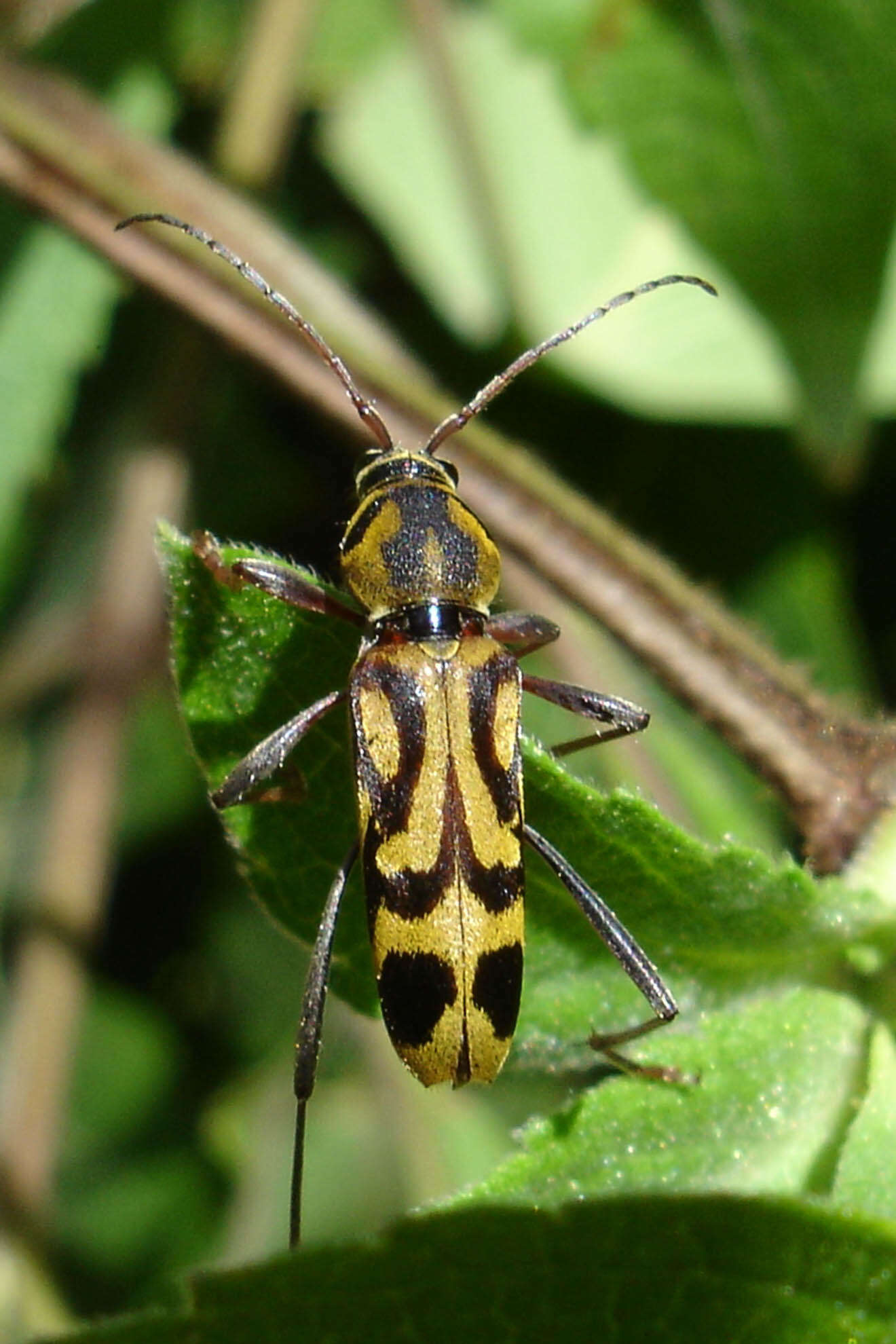 Image of Bamboo longhorn beetle