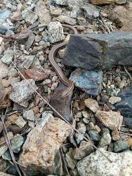 Image of Algerian Cylindrical Skink