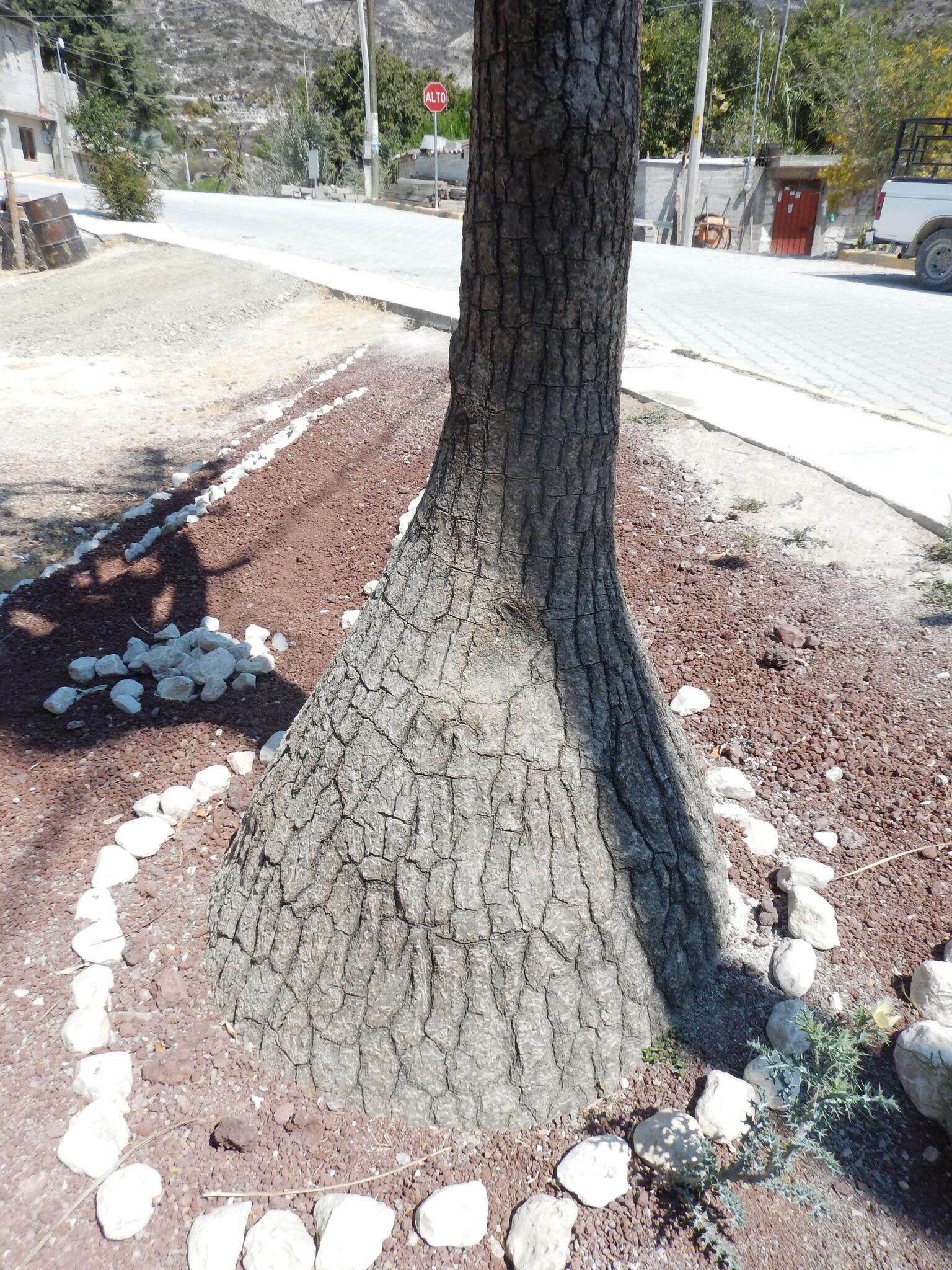 Image of Mexican Pony Tail Palm