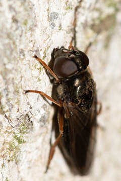 Image of Cheilosia flavipes (Panzer 1798)