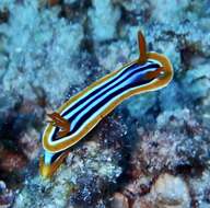 Sivun Chromodoris quadricolor (Rüppell & Leuckart 1830) kuva