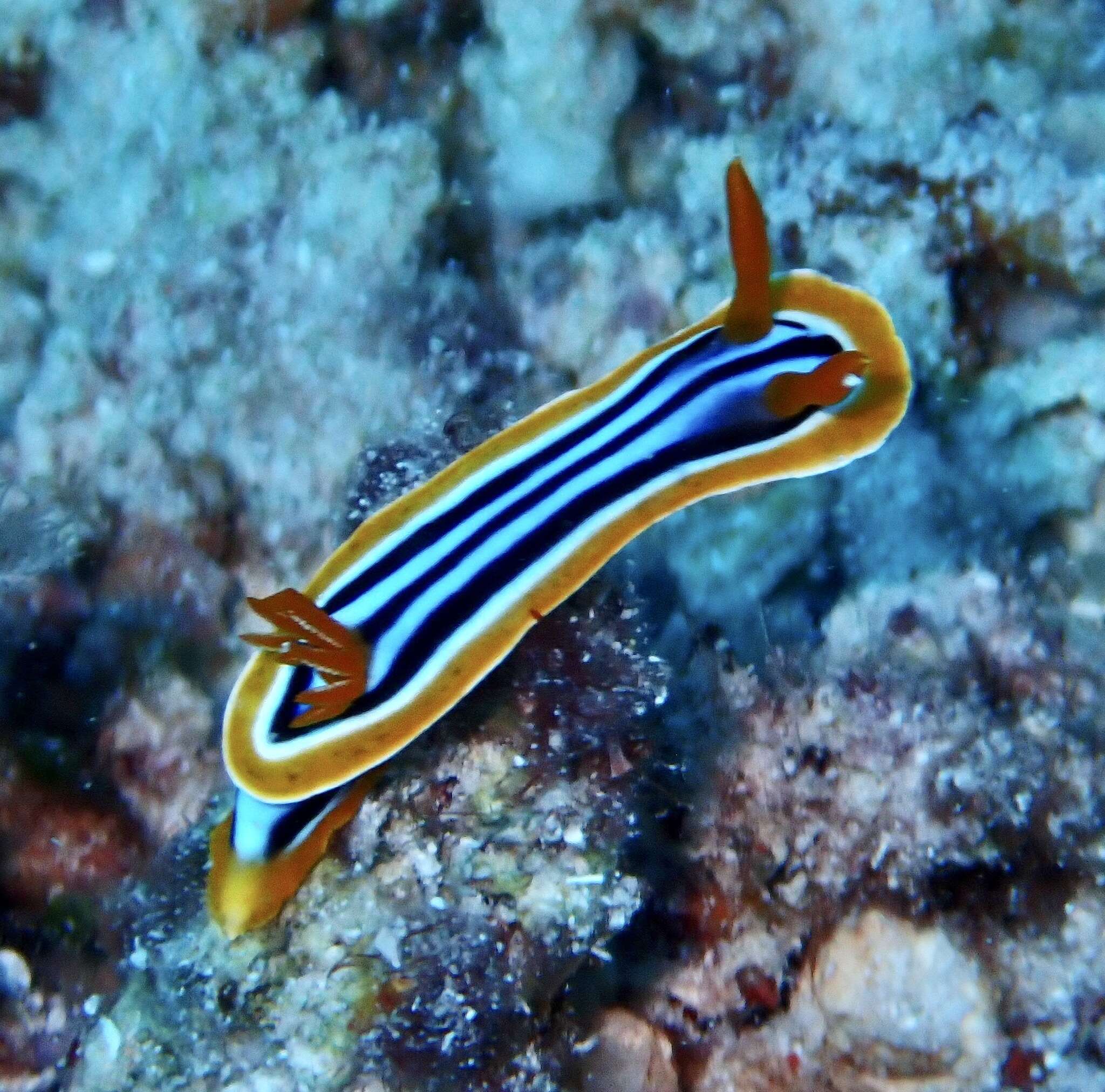 Sivun Chromodoris quadricolor (Rüppell & Leuckart 1830) kuva