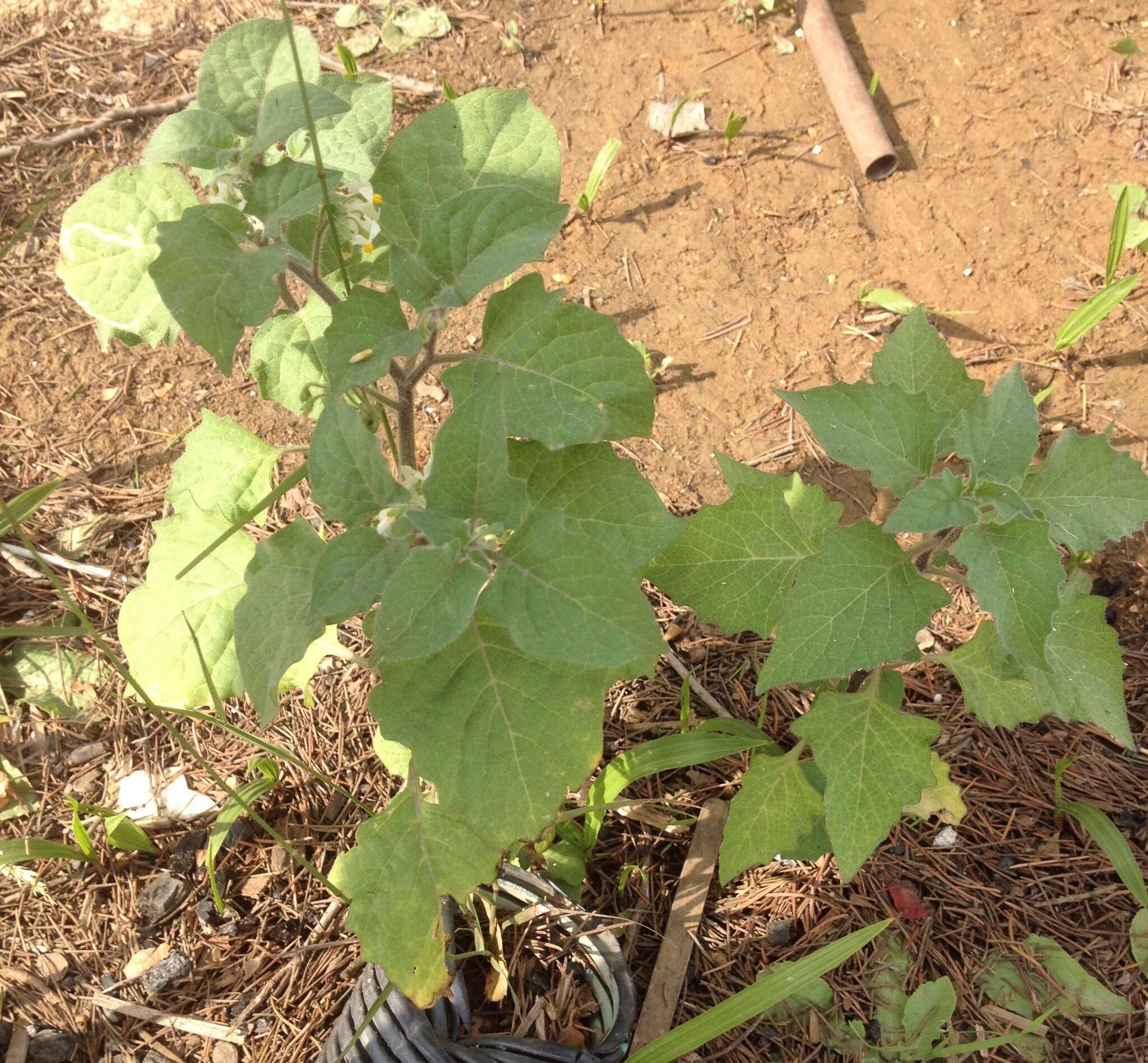 Image of hairy nightshade