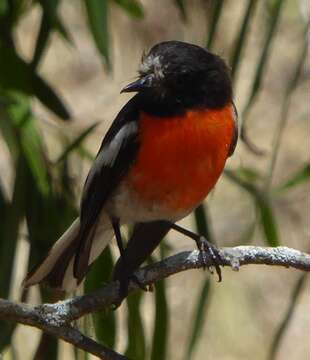 Image of Scarlet Robin