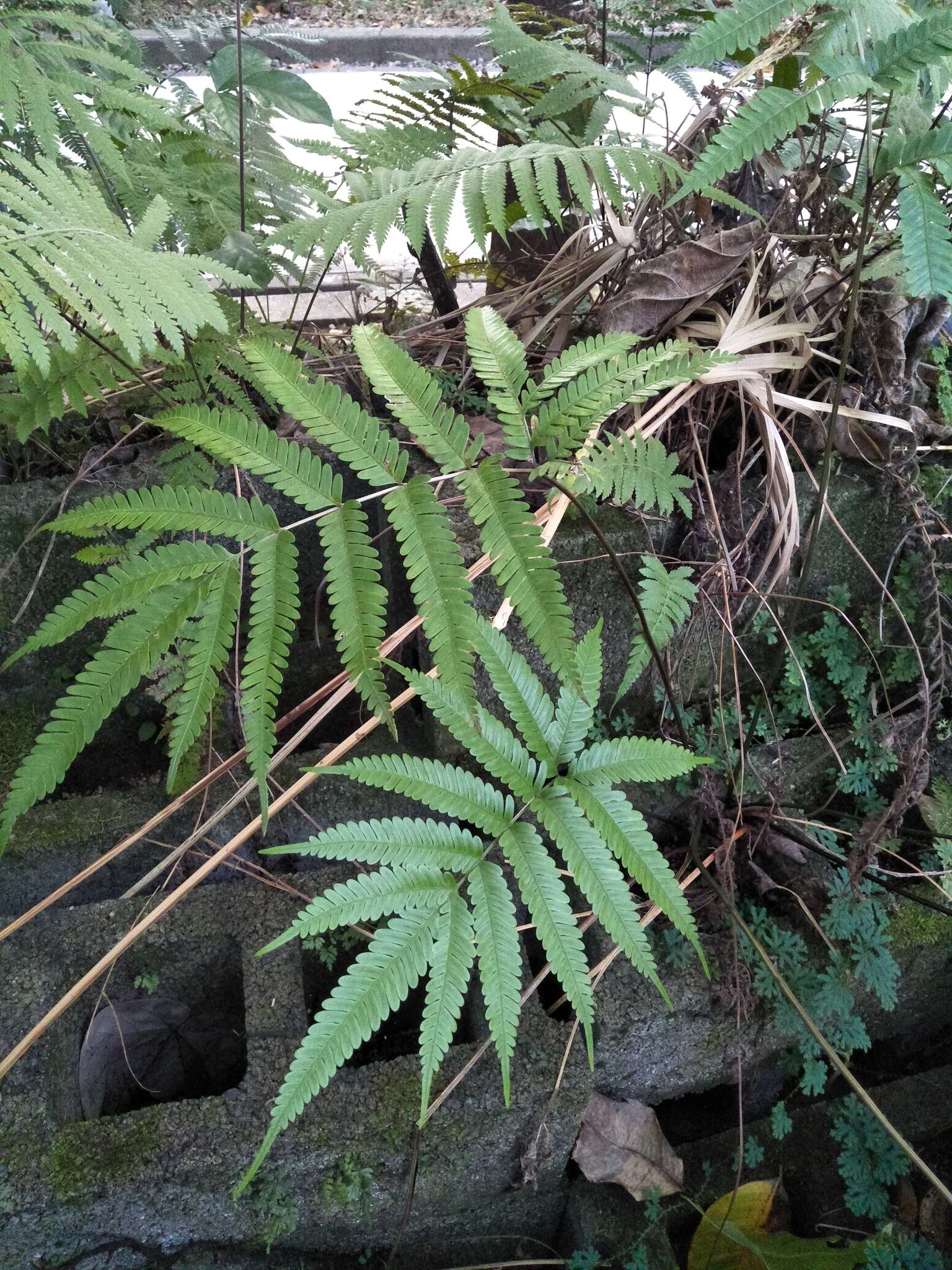 Imagem de Pteris khasiana subsp. fauriei (Hieron.) Fraser-Jenk.