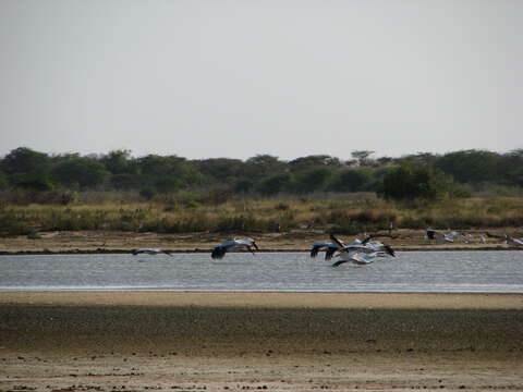 Image of Great White Pelican