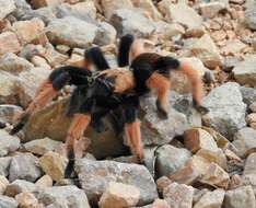 Image of Mexican redleg tarantula