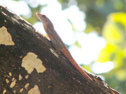 Image of Les Saines Anole