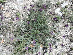 Plancia ëd Dalea lasiathera A. Gray