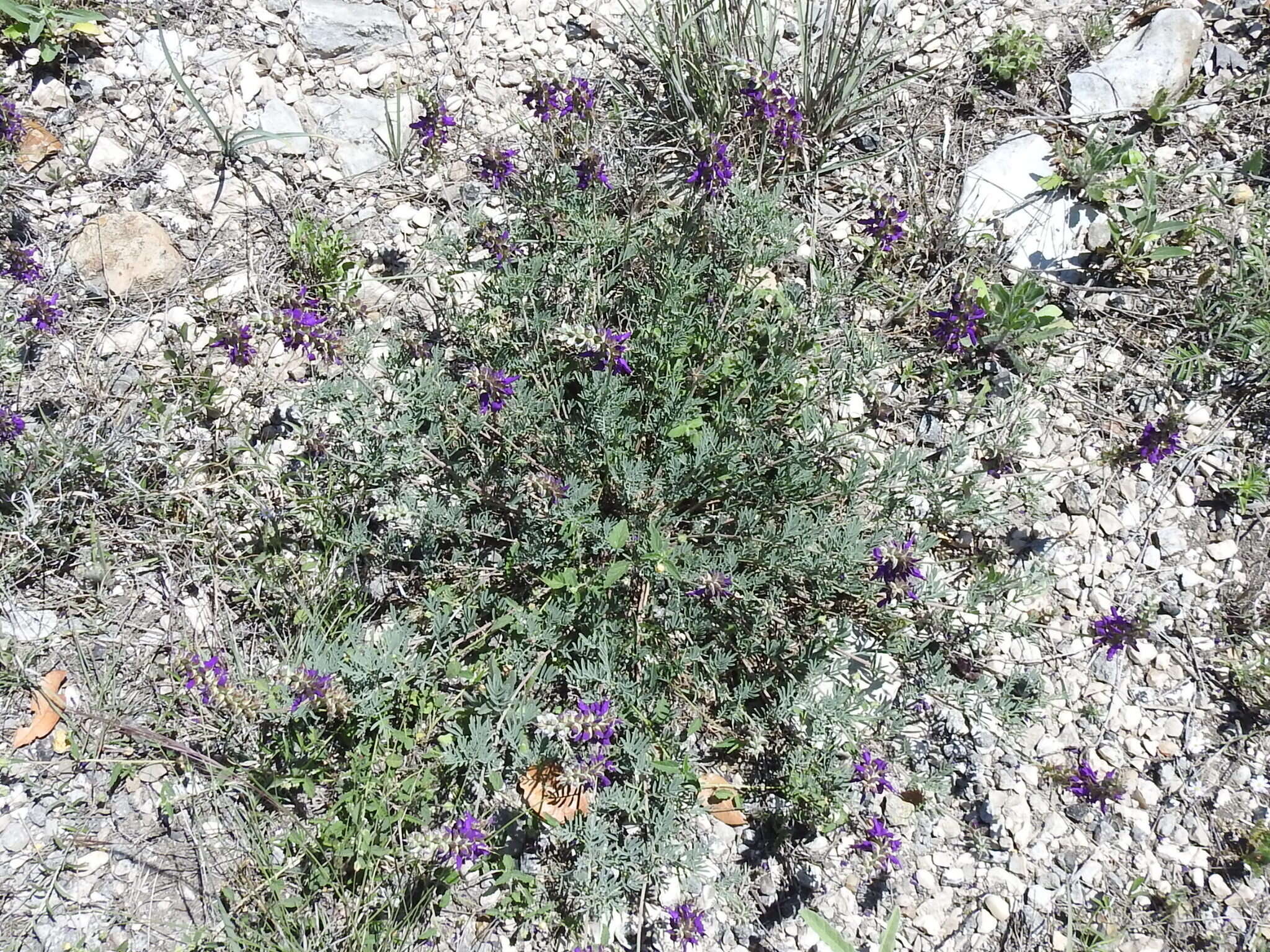 Plancia ëd Dalea lasiathera A. Gray