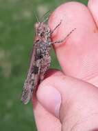 Image of Groove-headed Grasshopper