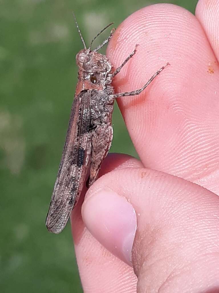 Image of Groove-headed Grasshopper