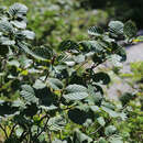 Image of Alnus mandschurica (Callier) Hand.-Mazz.